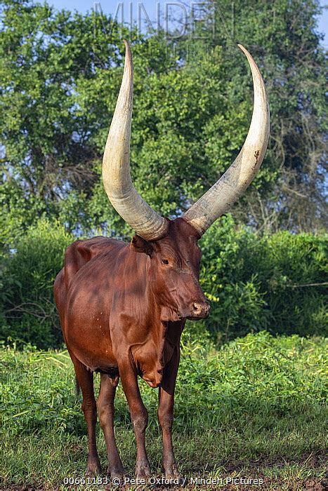 Ankole Watusi Stock Photo Minden Pictures