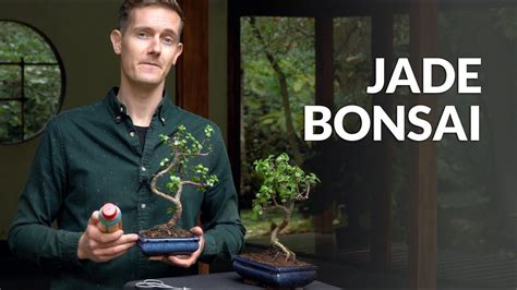 Jade Bonsai Tree Care YouTube