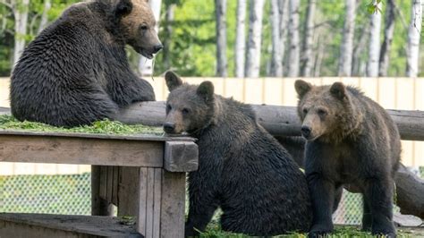 These Grizzly Bear Cubs Were Orphaned We Followed Them For A Year To