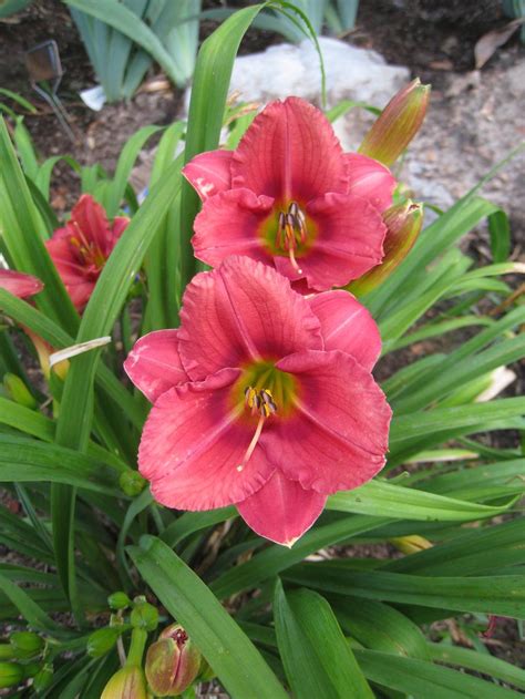 Photo Of The Bloom Of Daylily Hemerocallis Rosy Returns Posted By