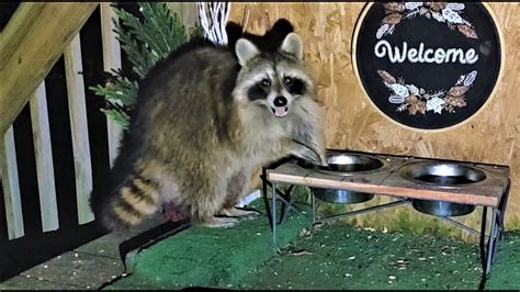 The Raccoon Lounge Episode Two New Visitors Stop By Raccoons