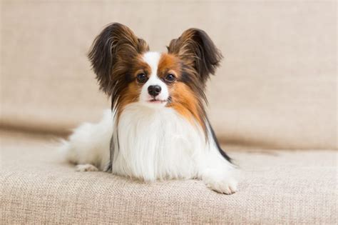 34 Adorable Toy Dog Breeds — The Cutest Dogs That Stay Small