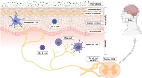 Frontiers Soluble Mediators In The Function Of The Epidermal Immune