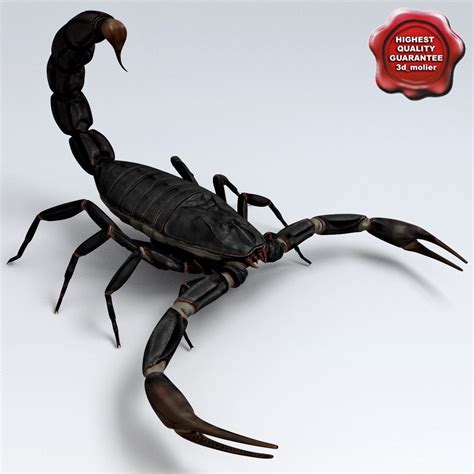 89 Most Popular 3d Model Scorpion Free Mockup