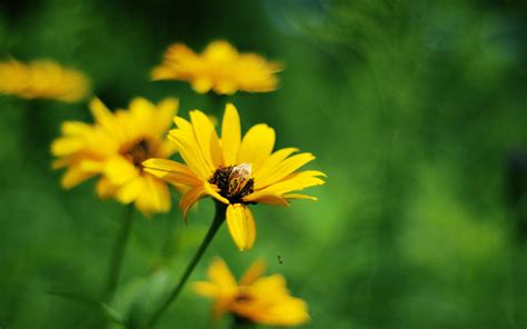 Yellow Summer Flowers Hd Flowers 4k Wallpapers Images