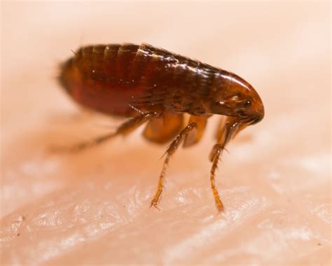 What To Do If You Have A Flea Infestation Get Rid Of Them Fast