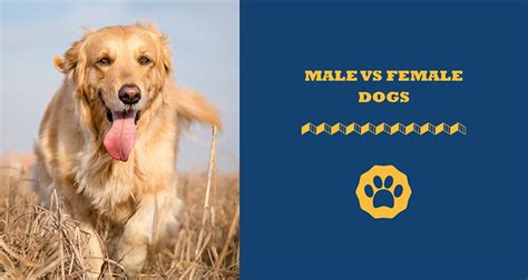 Male Vs Female Golden Retriever Which Dog Is Right For You