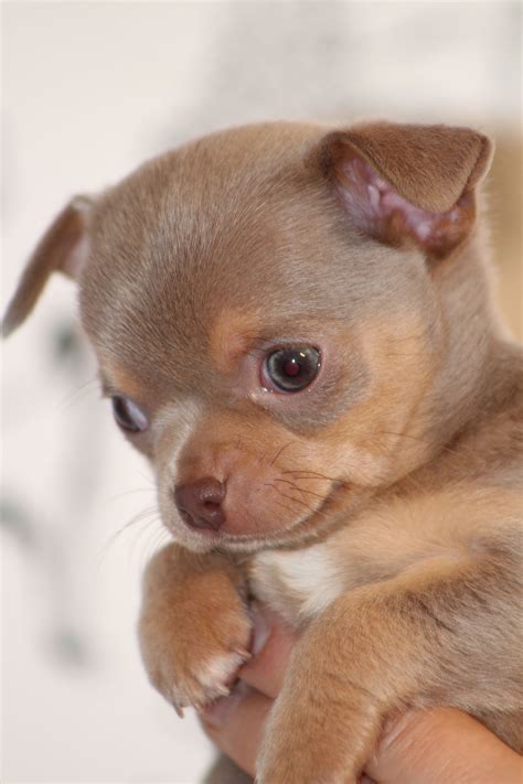 Lilac Chihuahua Puppy Chihuahua Lover Teacup Chihuahua Chihuahua