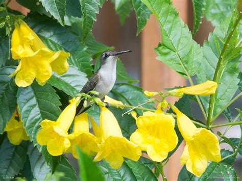 Hummingbird Blog Hummingbird Pictures