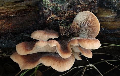 How To Identify Oyster Mushrooms Pleurotus Ostreatus