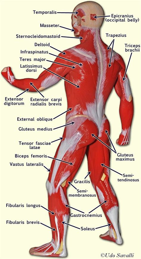 Body Muscles Labeled Front And Back 27 Diagram Of Back Muscles