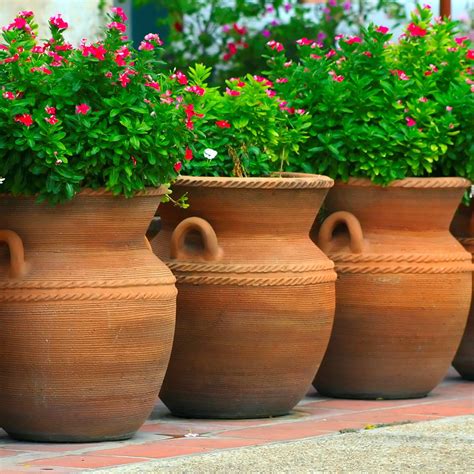 Large Clay Plant Pots Plant Ideas