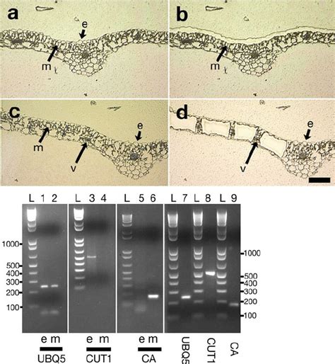 Isolation Of Epidermal And Mesophyll Cells From Arabidopsis Leaves And Download Scientific