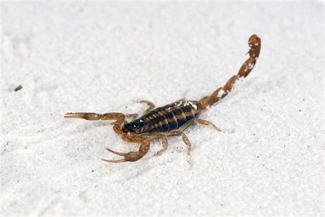 Scorpion Stings And Bites Terminix