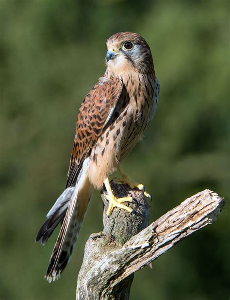 Falcon Bird Of Prey Hunting And Migration Britannica