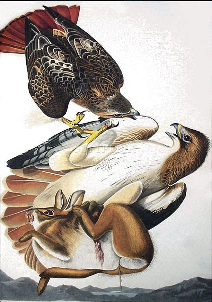 red tailed hawk john james audubon nature prints bird prints audobon audubon birds birds