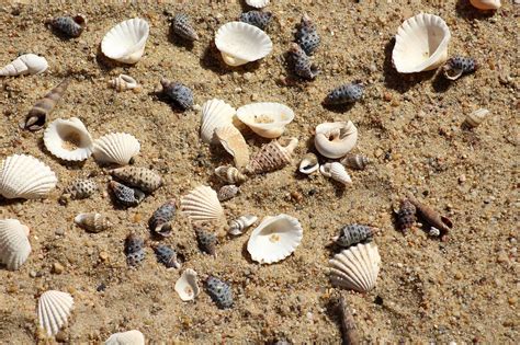 Shells Sand Beach · Free Photo On Pixabay