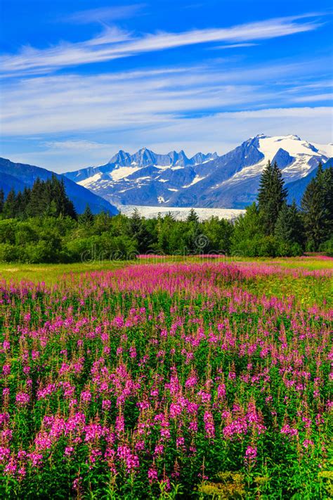 Alaska Scenery Stock Image Image Of Mountain Flowers 21289043