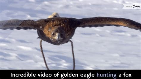 Incredible Video Of Golden Eagle Hunting A Fox Video Alltop Viral