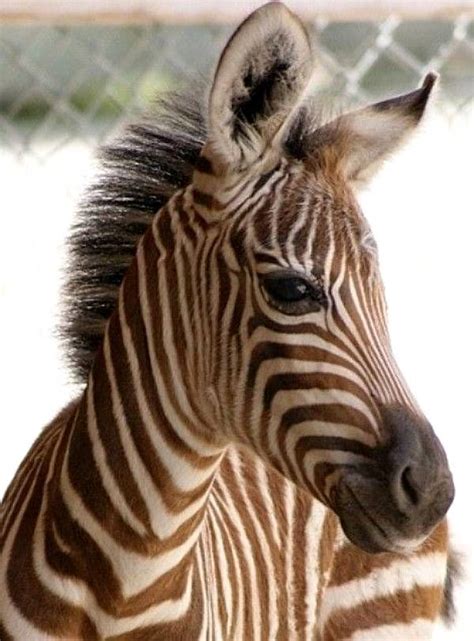 List Of Cute Baby Zebra Ideas