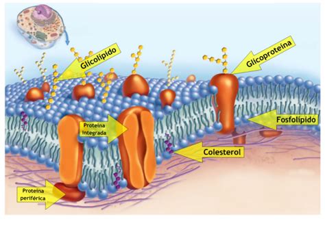 Biologia Membrana Celular