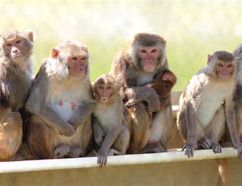 Florida Plagued By Herpes Riddled Monkeys That Can Kill Humans