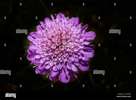 The Violet Coloured Flower Of The Small Scabious Scabiosa Columbaria