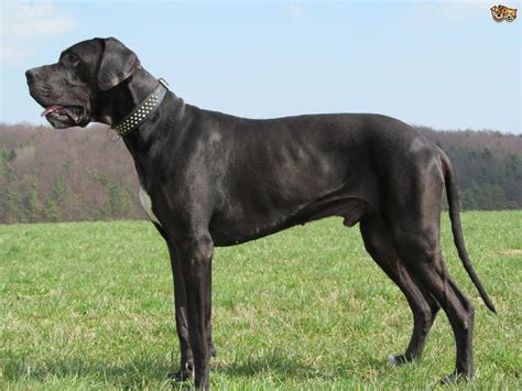 Great Dane Dog Breed Facts Highlights And Buying Advice