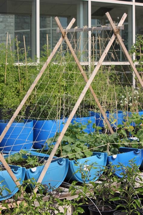 Vegetable Container Gardening Gardening College Of