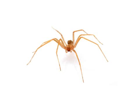 Brown Recluse Texas Misunderstood