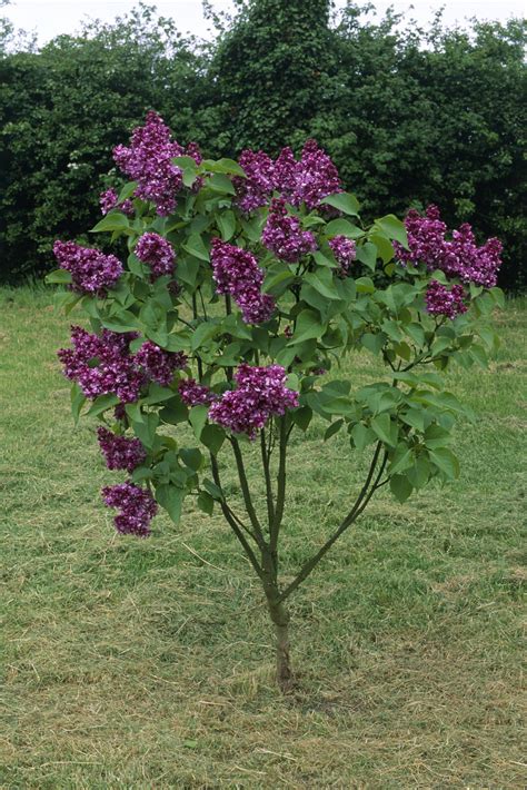 14 Beautiful Types Of Lilac