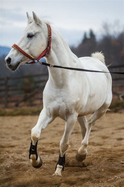 White Horse Red Ribbons Stock Image Image Of Fast Pedigree 28748467