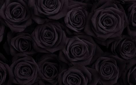Beautiful Wallpapers For Desktop Of Black Roses