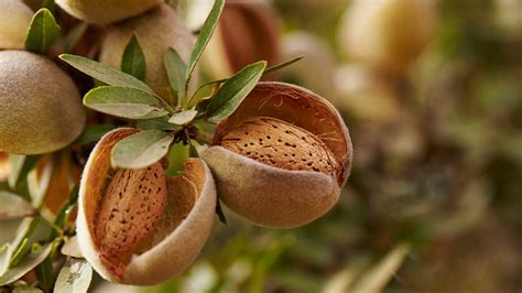 How Are Almonds Grown Wholesale Deals Save 55 Jlcatjgobmx