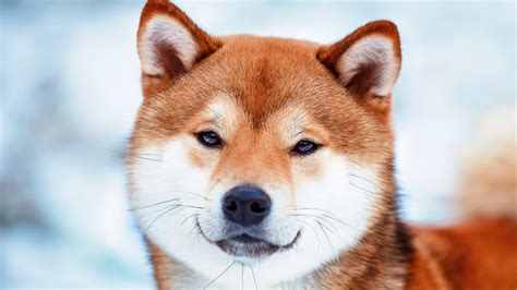 21 Can Dogs Breed With Foxes Home