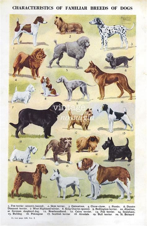 Vintage Dog Breed Print Types Of Dogs Dog By Thestoryofvintage