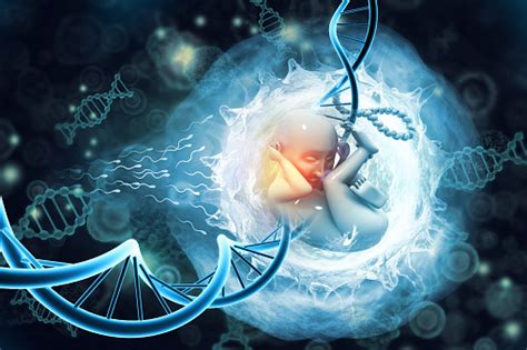 Human Fetus And Dna On Scientific Background 3d Illustration Stock