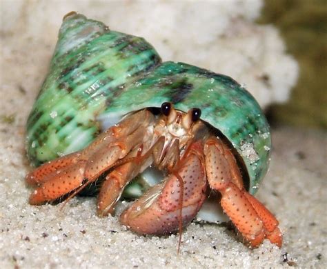 Easy To Care For A Fancy Hermit Crab Plus Can Be Quite Social Musely