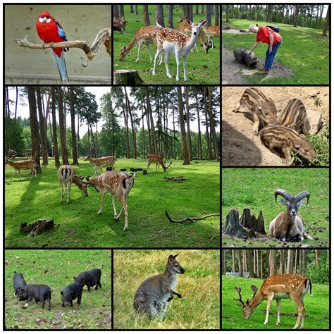 Viele Verschiedene Tiere Foto And Bild Tiere Zoo Wildpark