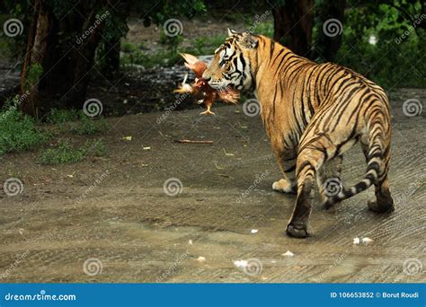 Tiger Eating A Chicken Stock Photo Image Of Hair Environmental