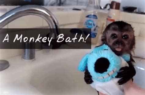 Nala The Baby Monkey Takes A Bath Video