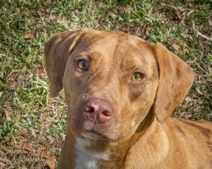 leo adoption fee catahoula leopard dog adult adoption rescue  sale  seneca south