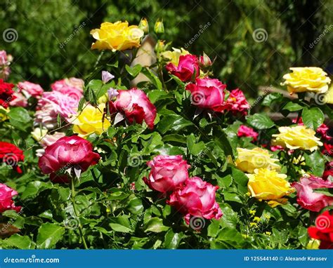 Bushes Of Multi Colored Roses Stock Photo Image Of Petal Season