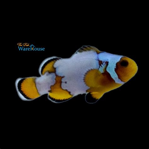 Premium Snowflake Clownfish Amphiprion Ocellaris The Fish Warehouse