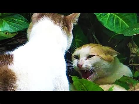 How to start a cat fight. Close up video of angry cats fighting - Very loud cat fight meowing sounds - YouTube