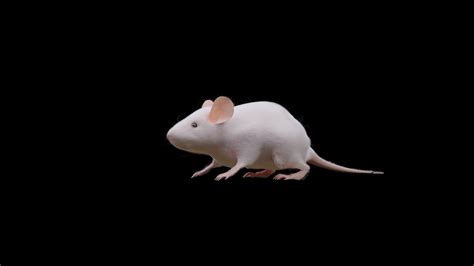 Lab Mouse Download Free 3d Model By Just8 Just8 58 Off