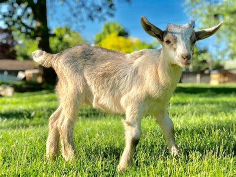 Raising A Baby Goat Course Everything To Know For A Goats First Year