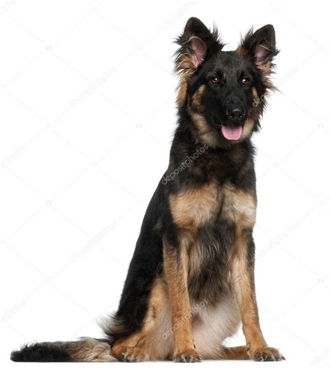 German Shepherd Dog 8 Months Old Sitting In Front Of White Background