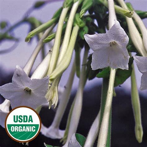 Night Scented Tobacco Night Blooming Flowers Flower Seeds Organic Seeds