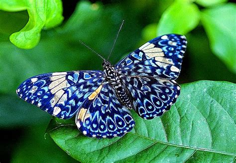 Blue Beautiful Butterfly Hd Wallpaper Photo Wallpapers